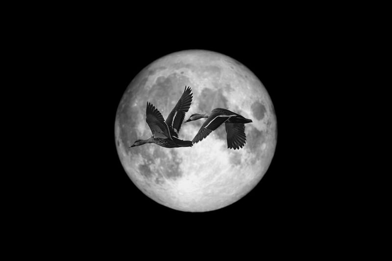 Moonlit Serenades